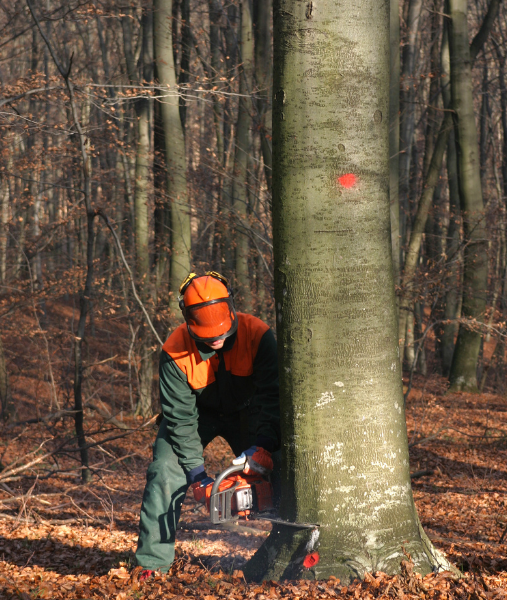 Tree Felling