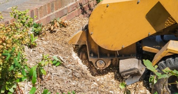 This is a photo of stump removal being carried out in Paddock Wood. All works are being undertaken by PW Tree Surgeons