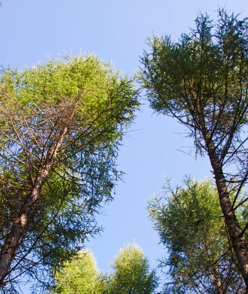 This is a photo of over grown trees needing crown reduction in Paddock Wood.