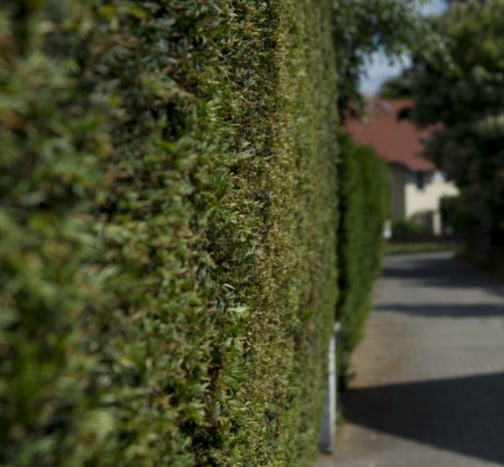 This is a photo of a hedge that has just been cut in Paddock Wood. All works are being undertaken by PW Tree Surgeons