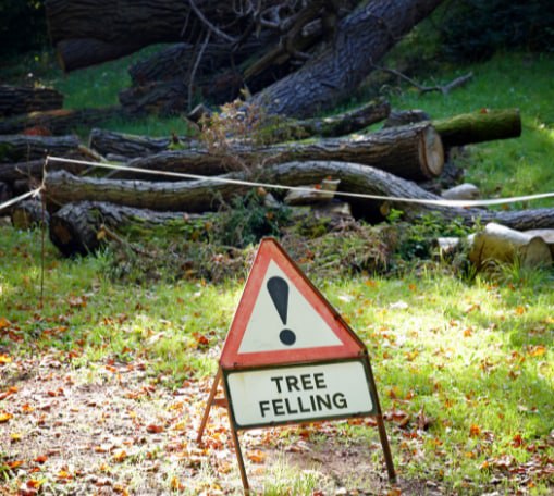 This is a photo of tree felling being carried out in Paddock Wood. All works are being undertaken by PW Tree Surgeons